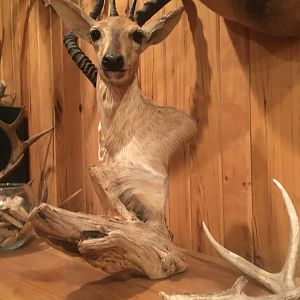 Duiker Pedestal Mount Taxidermy