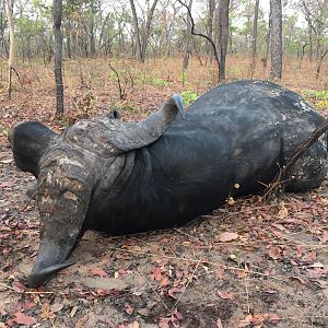 Hunting Buffalo in Tanzania