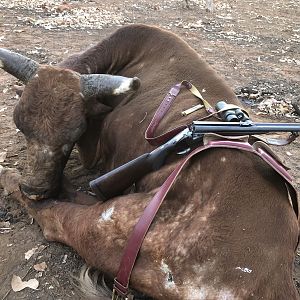 Hunting Scrub Bull in Australia