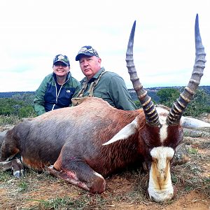 South Africa Hunting Blesbok