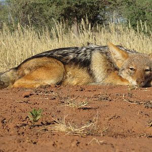 Jackal Hunting South Africa