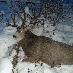 Mule Deer Hunt Canada