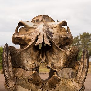 Hippo Skull Mozambique