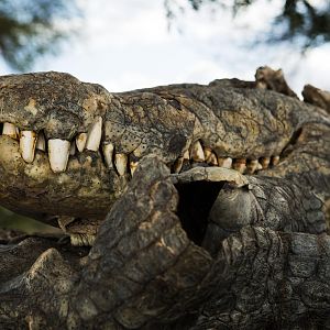 Crocodile Skull & Skin in Mozambique