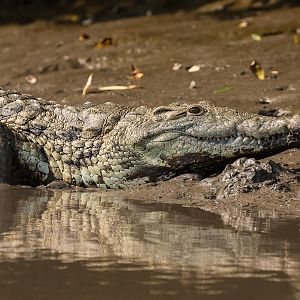 Crocodile in Mozambique