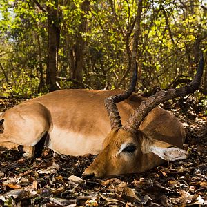 Hunting Impala in Mozambique