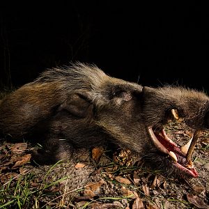 Bushpig Hunt Mozambique