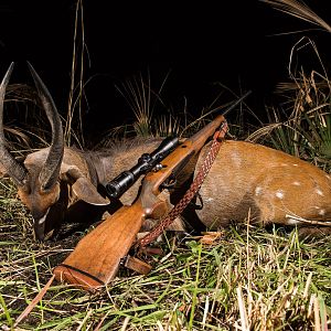 Bushbuck Hunting Mozambique