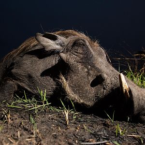 Hunting Warthog in Mozambique