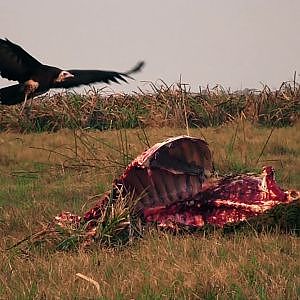 Mozambique Finest Free Range Big Game Hunting With Mashambanzou Safaris