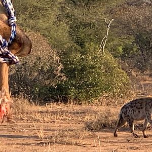 Spotted Hyena in South Africa