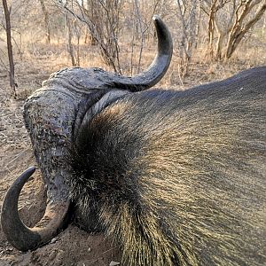 Hunt Buffalo in South Africa