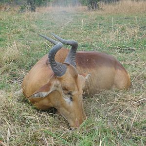 Lichtenstein's Hartebeest Hunting Tanzania