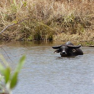 Asiatic Water Buffalo in Australia