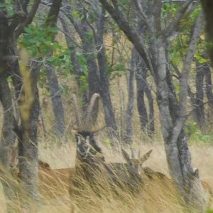 Sable Antelope in Tanzania