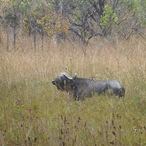 Cape Buffalo  in Tanzania