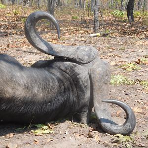 Buffalo Hunt Tanzania