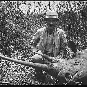 Hunting a Giant Black Rhino East Africa 1910