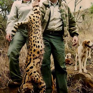 Serval Cat Hunt