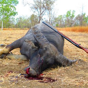 Australia Hunt Asiatic Water Buffalo