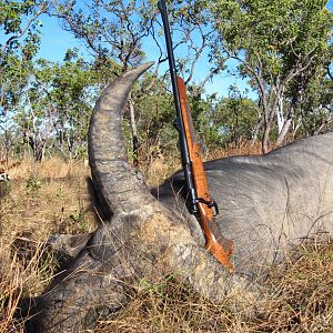 Asiatic Water Buffalo Hunt Australia