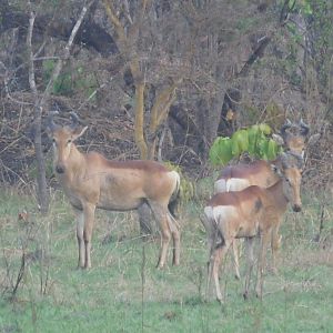 Lichtenstein's Hartebeest in Tanzania