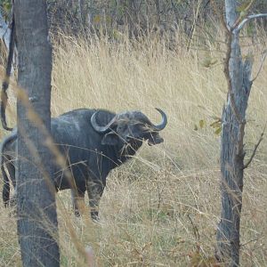 Cape Buffalo in Tanzania