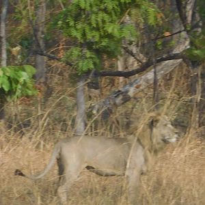 Lion in Tanzania