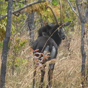 Sable Antelope in Tanzania