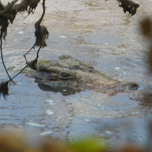 Crocodile in Tanzania