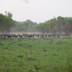 Herd of Cape Buffalo in Tanzania