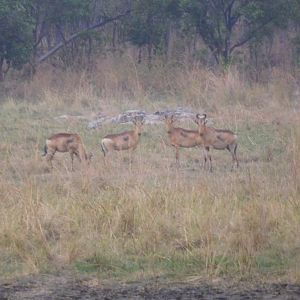 Lichtenstein's Hartebeest in Tanzania