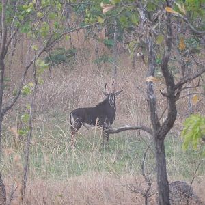 Sable Antelope in Tanzania