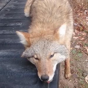 Hunt Adirondack "Wolf" Coyote in USA