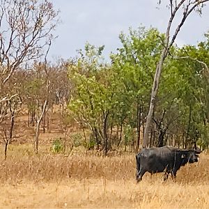 Asiatic Water Buffalo Australia