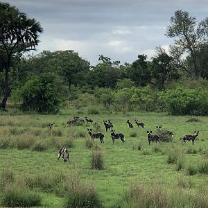 Wild Dogs in Tanzania