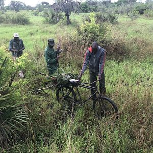 Poachers, two bicycles and one with a freshly killed Impala ewe