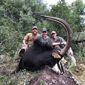 Sable Antelope Hunting South Africa