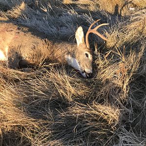 Hunting White-tailed Deer in Montana USA