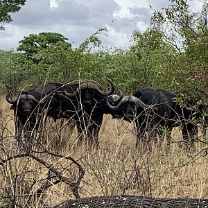 Cape Buffalo South Africa