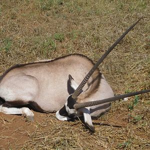 Gemsbok Hunt South Africa