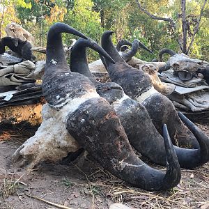 Tanzania Hunting Cape Buffalo