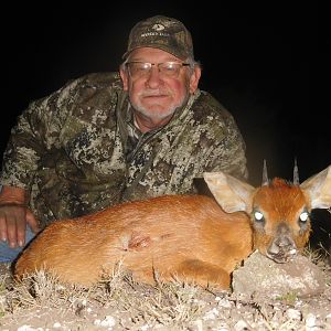 Cape Grysbok Hunting South Africa