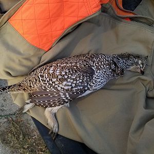 North Dakota Sharptailed Grouse Hunting USA