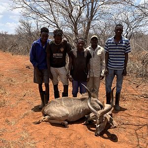 Namibia Cull Hunt Kudu