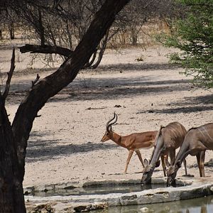 Impala & Kudu Females Namibia