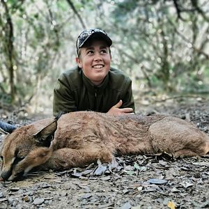 South Africa Hunting Caracal