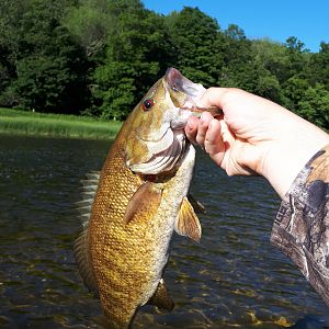 SW Ontario Canada Fly Fishing River Bass