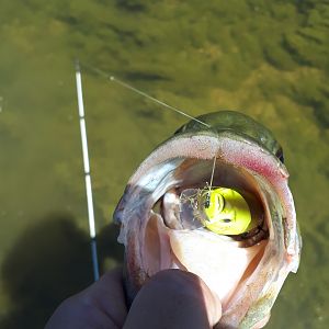 River Bass Fly Fishing SW Ontario Canada