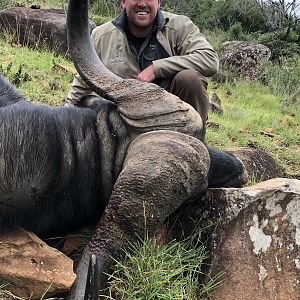 Hunting Buffalo in South Africa